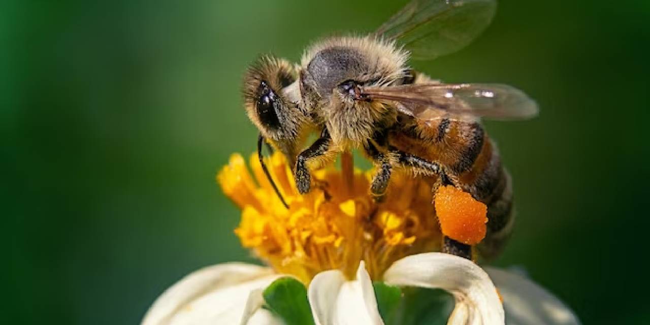 Yaz aylarında arılar daha etkin hale geldikçe kendinizi arıların saldırısına uğrarken bulursanız işte yapmanız gerekenler…