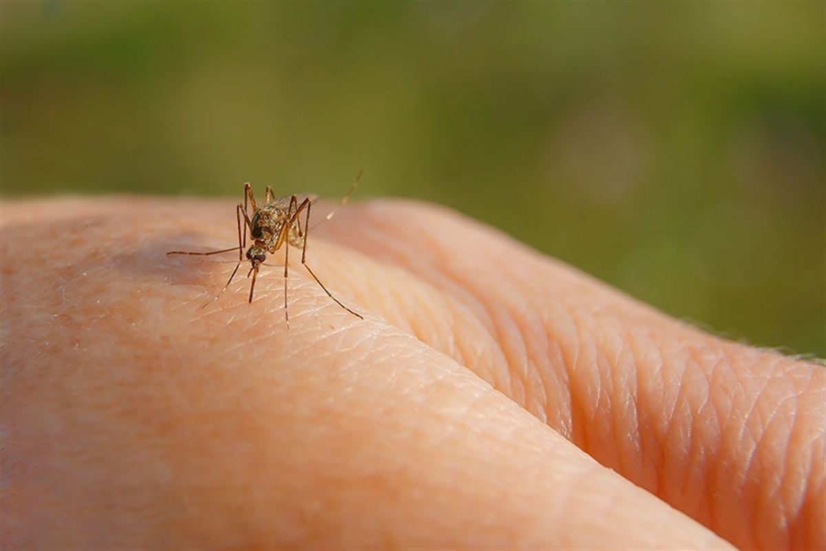 Antalya'da Sivrisineksiz Günlere 1 Hafta Kaldı