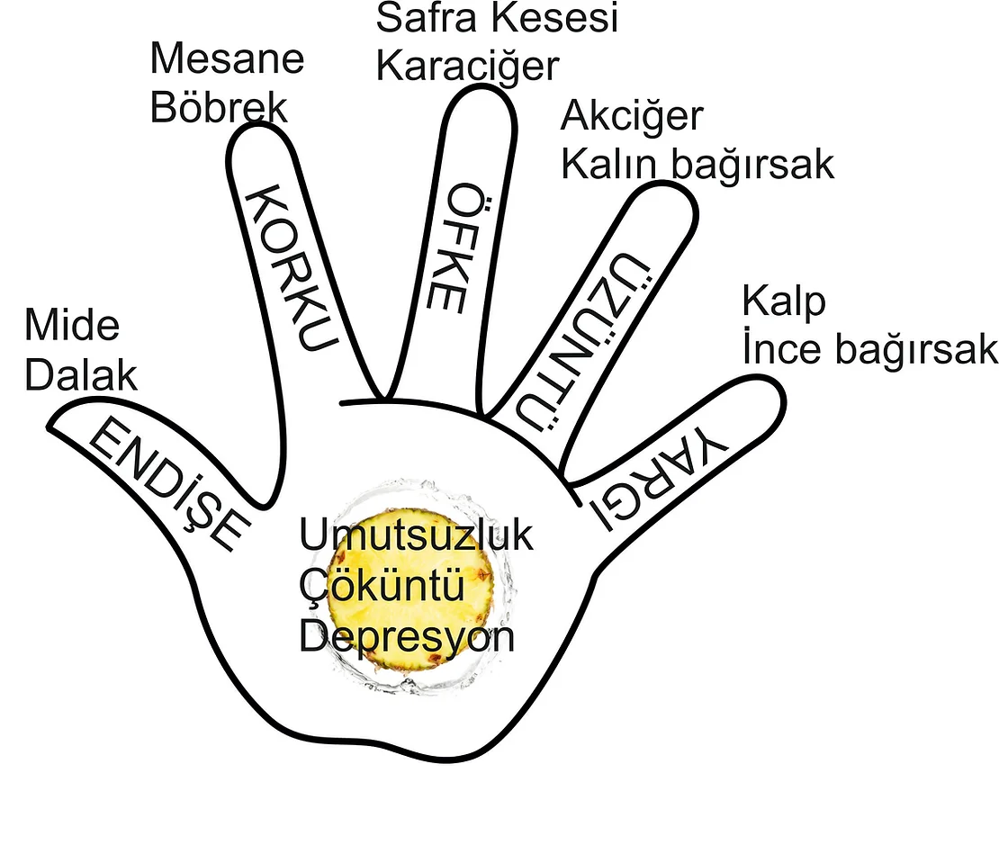 Her parmak bir organı işaret eder…