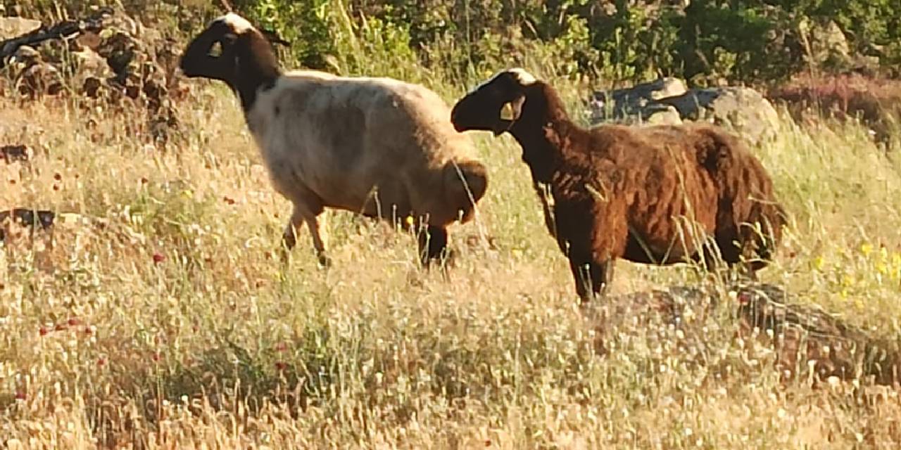 Kaçan Kurbanlık Koyunlar, 2 Gün Sonra Bulundu