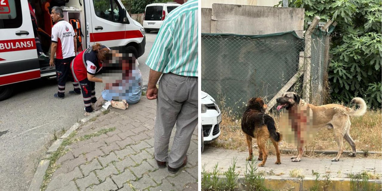 Ataşehir'de köpeğin saldırdığı bayan ağır yaralandı