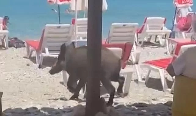 Kuşadası'nda plajı yaban domuzu bastı