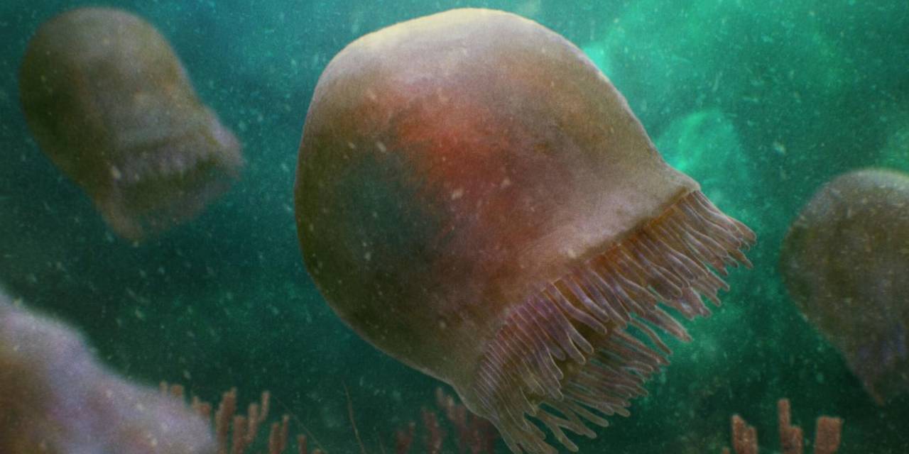 Bugüne dek bulunan en eski denizanası çeşidi keşfedildi