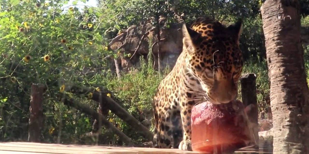Houston'da Jaguarlara Serinlemeleri İçin 'Kanlı Dondurma' Veriliyor