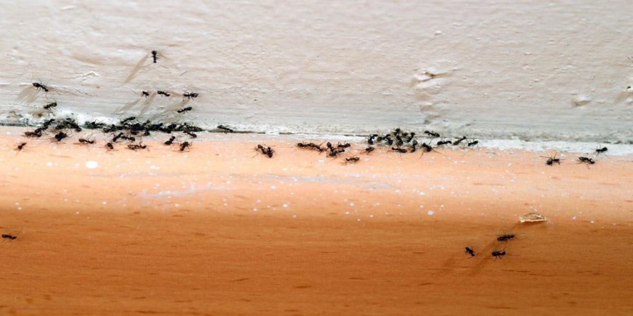 Karıncaları uzaklaştırmak bu baharatla mümkünmüş!