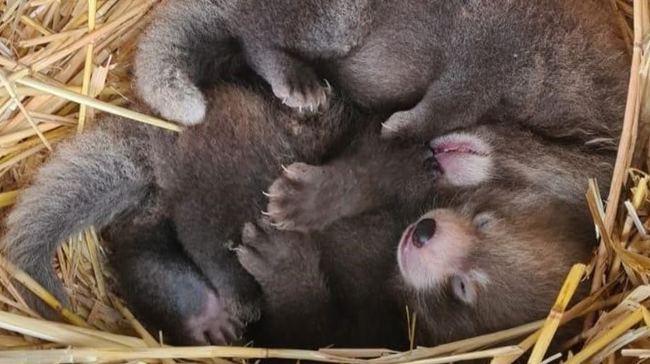 Kuşağı Tükenmekte Olan Kızıl Panda Nüfusuna İkiz Yavru Katıldı
