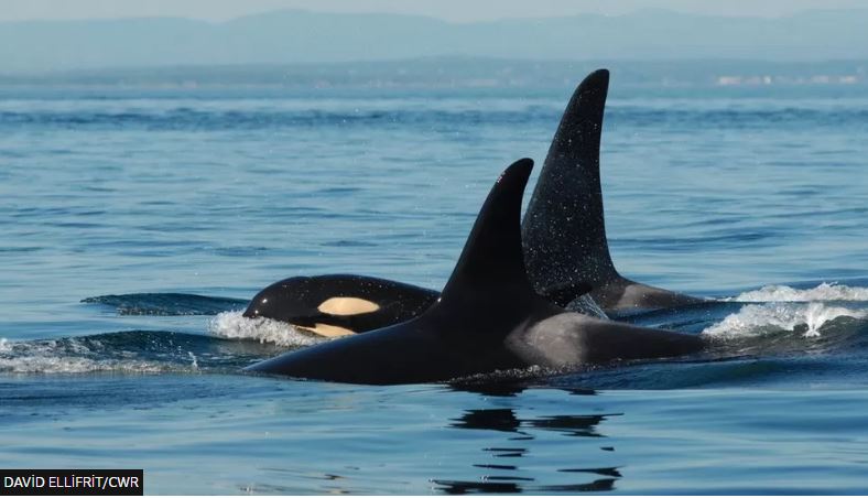 Menopoza Giren Dişi Katil Balinalar Oğullarına, Kızlarından Daha Düşkün Oluyor
