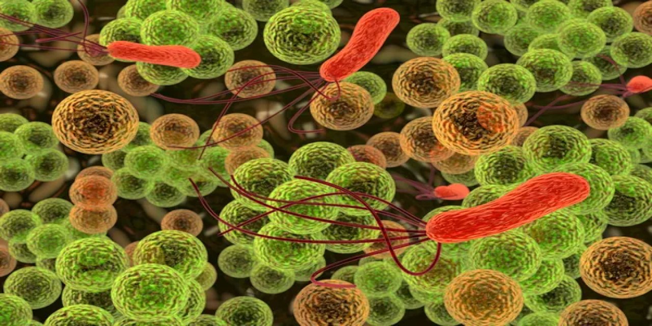 Yeni Keşfedilen Bakteri Çeşidi Sıtmanın İnsanlara Bulaşmasını Engelleyebilir