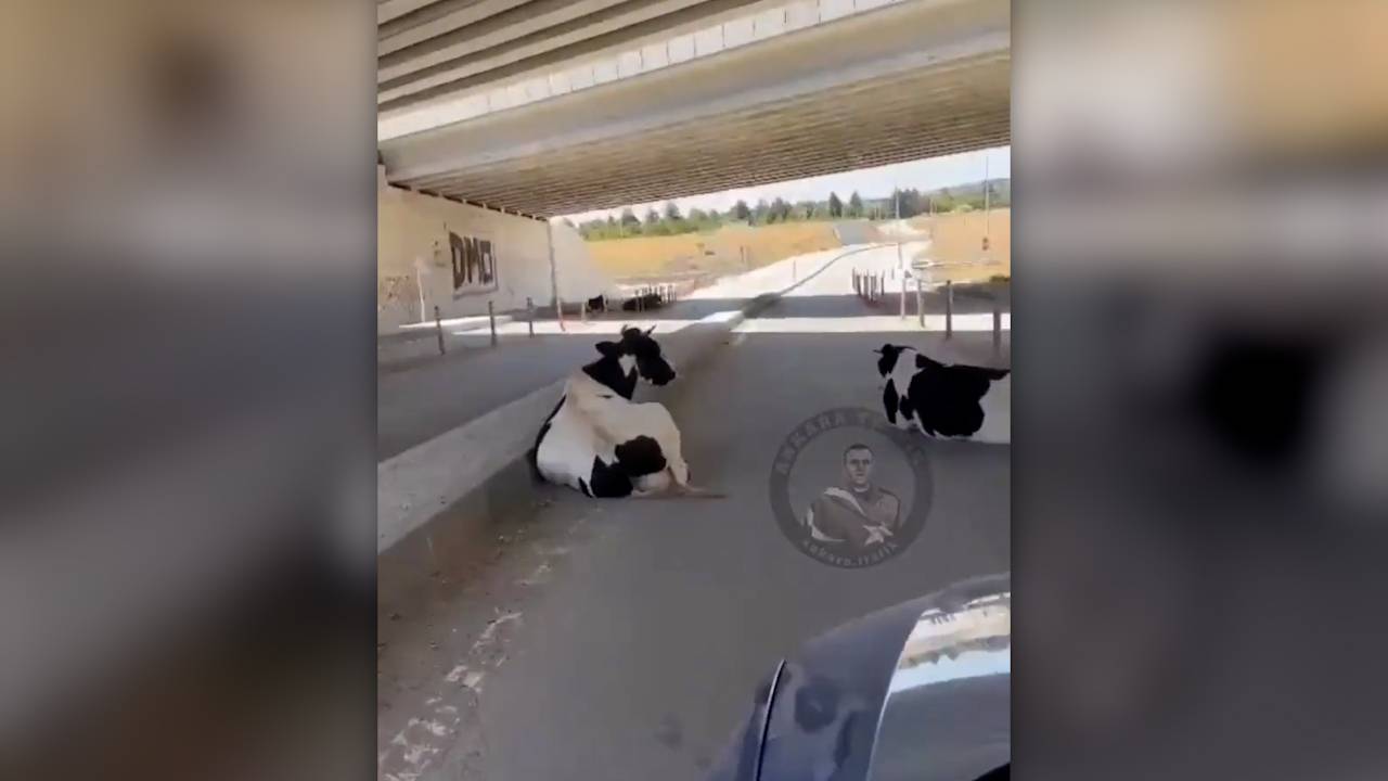 Ankara'da sıcaktan bunalan inekler otobanın alt geçidine yatarak yolu kapattı