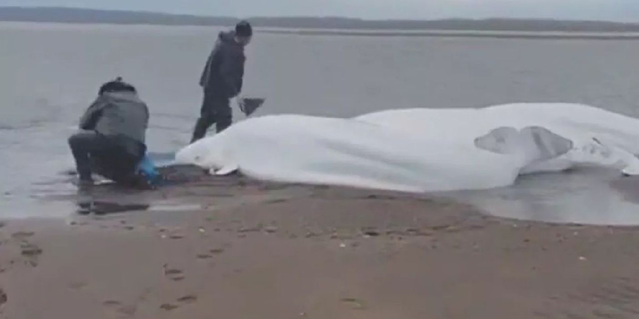 Karaya Oturan Balinaların Balıkçılar Tarafından Kurtarıldığı Anlar Kamerada