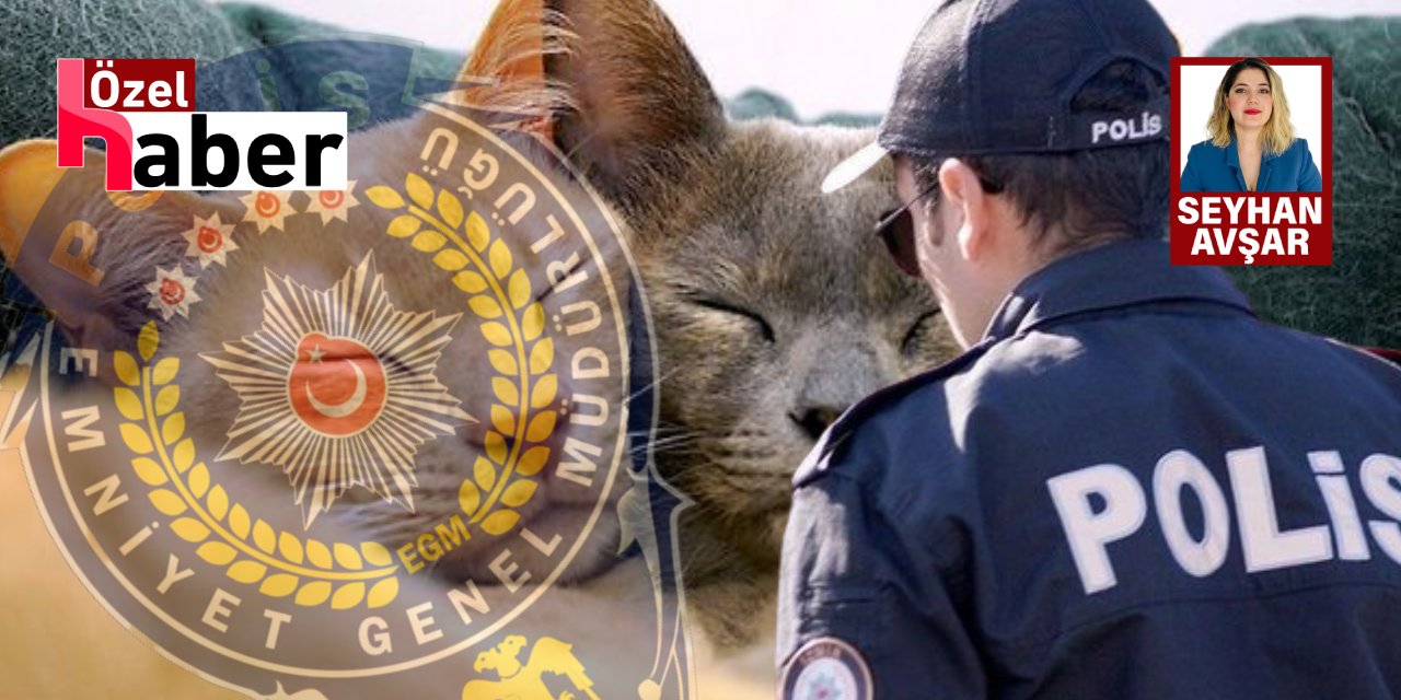 Kedi Çiftleştirme Buluşması 4 Polisin Başını Yaktı