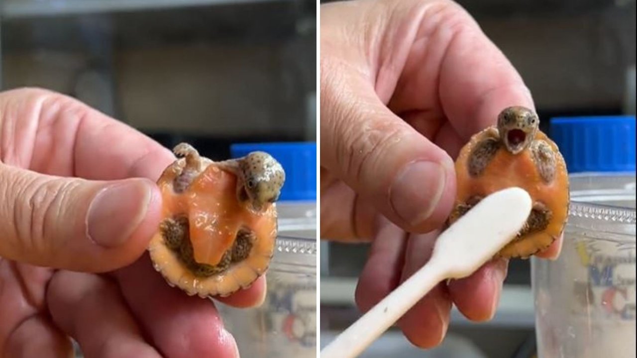 Minik kaplumbağayı diş fırçası ile temizledi; halden şekile girdiği anlar viral oldu