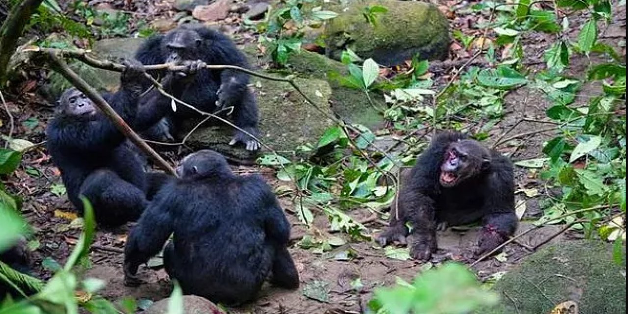 Şempanzelerin 4 Yıl Süren Kanlı Savaşı... Kabileyi Yok Ettiler! Gombe Savaşı Nedir?