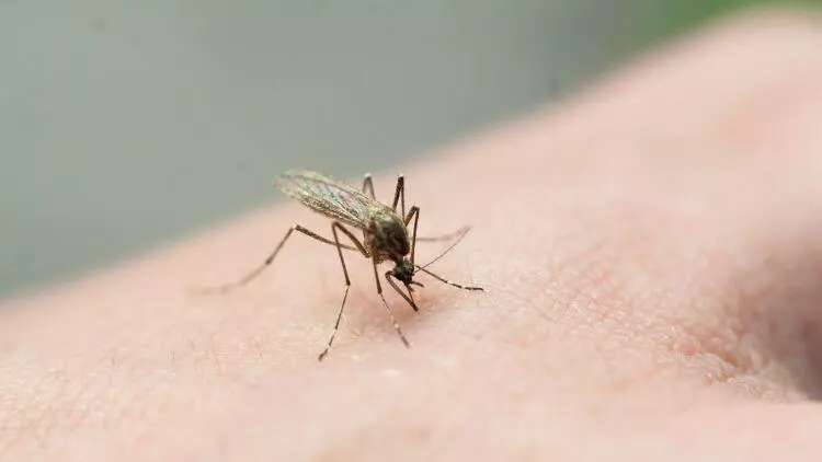 Sivrisineklerden kurtulmanın doğal yolları